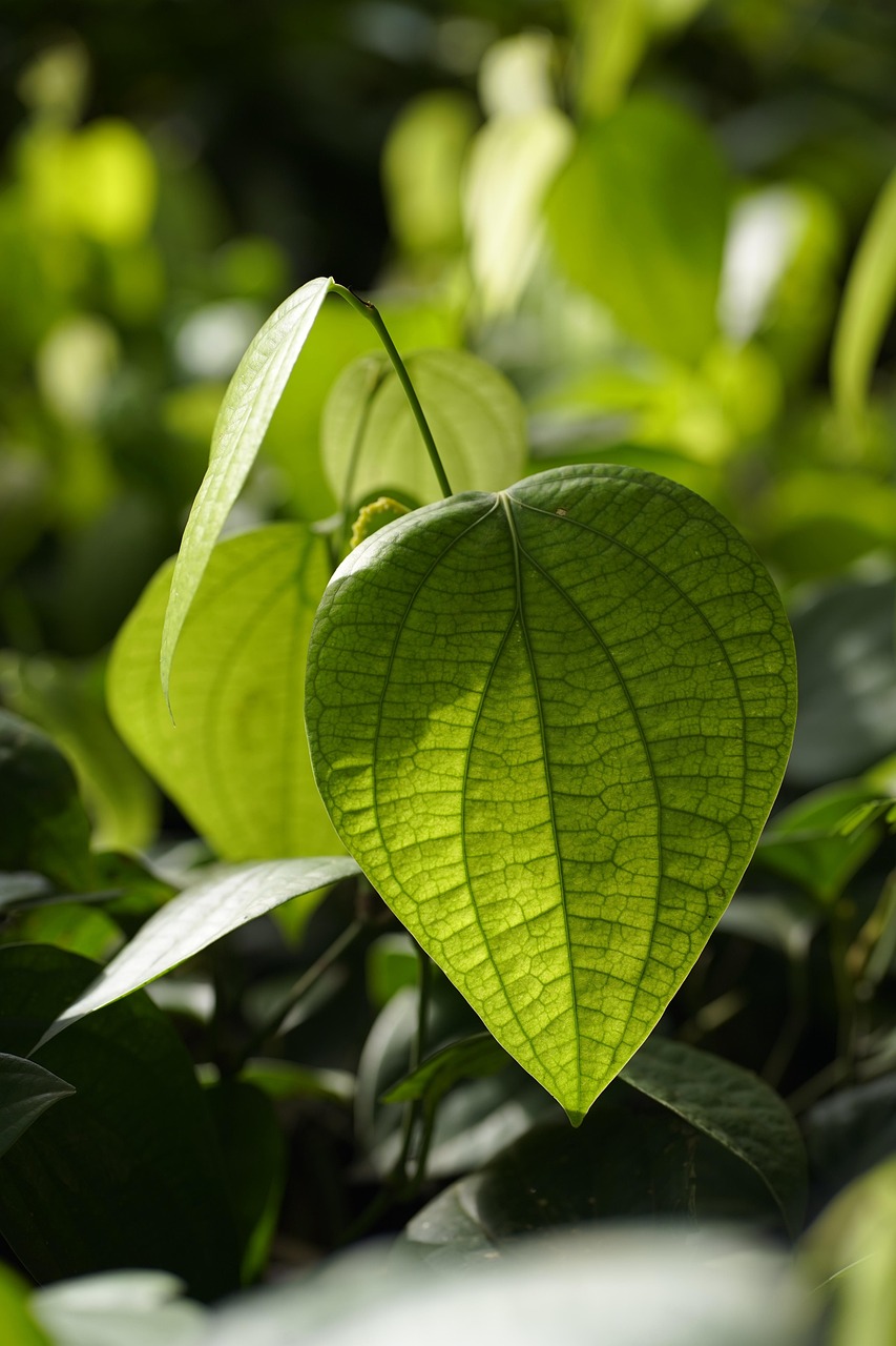 black peppercorn, pepper plant, plant, spice, growth, garden, farm, freshness, plantation, agriculture, ingredient, leaves, medicine, organic, raw food, nature, plant, plant, plant, plant, plant, agriculture, agriculture, nature